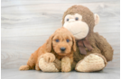 Meet Vera - our Mini Goldendoodle Puppy Photo 2/3 - Premier Pups