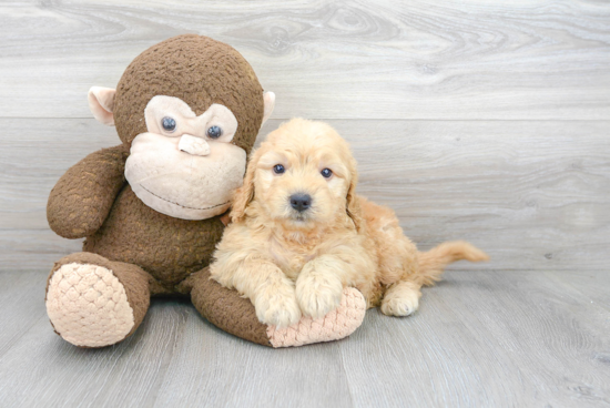 Mini Goldendoodle Pup Being Cute