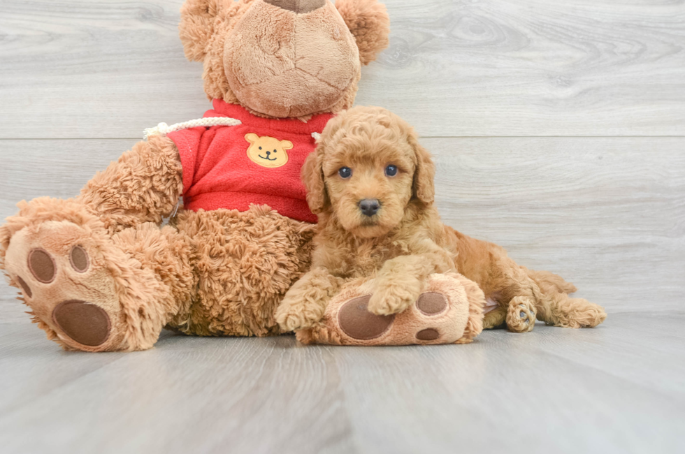 9 week old Mini Goldendoodle Puppy For Sale - Premier Pups