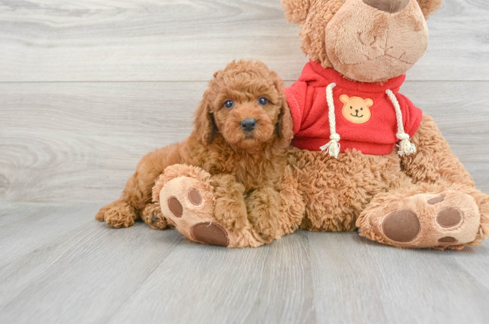 8 week old Mini Goldendoodle Puppy For Sale - Premier Pups