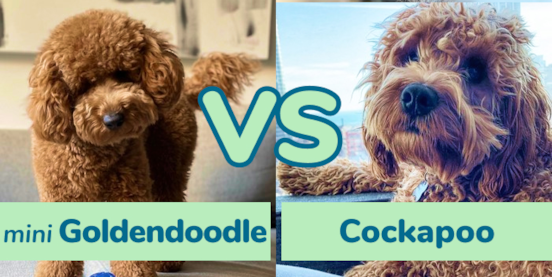 Mini Goldendoodle vs Cockapoo Comparison
