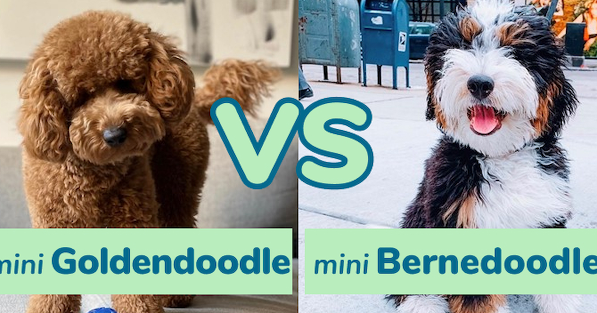 Mini Goldendoodle vs Mini Bernedoodle - Premier Pups - Premier Pups