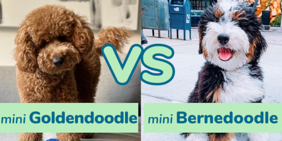 Mini Goldendoodle vs Mini Bernedoodle Comparison