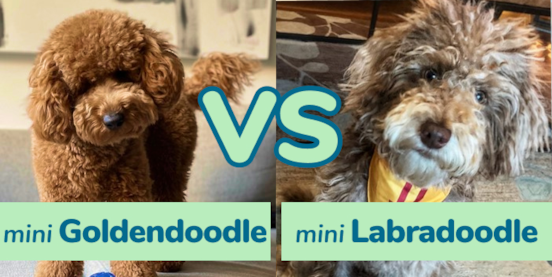 Mini Goldendoodle vs Mini Labradoodle Comparison