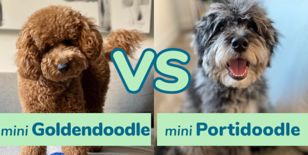 Mini Goldendoodle vs Mini Portidoodle - Premier Pups