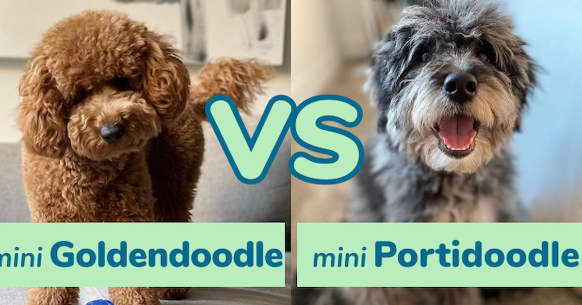 https://premierpups.com/azure/affordablepup/pups/mini-goldendoodle-vs-mini-portidoodle-comparison-637698180970078783.jpg?preset=large