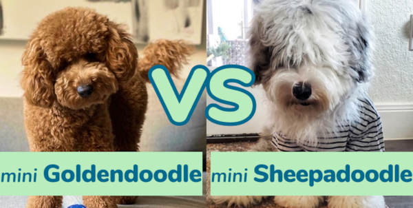 Mini Goldendoodle vs Mini Sheepadoodle - Premier Pups