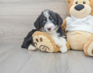 7 week old Mini Huskydoodle Puppy For Sale - Premier Pups