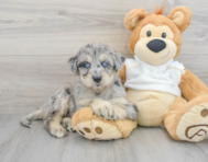 6 week old Mini Huskydoodle Puppy For Sale - Premier Pups