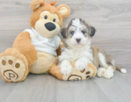5 week old Mini Huskydoodle Puppy For Sale - Premier Pups