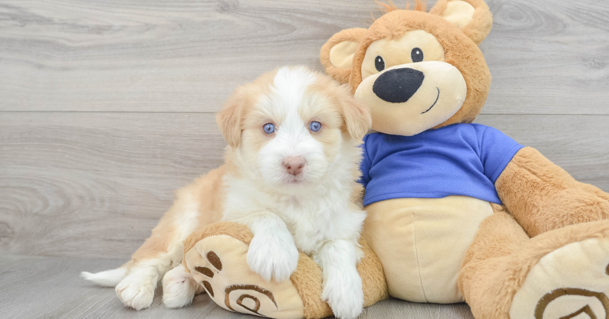 Cute Mini Huskydoodle Leonidas 11lb 6oz Doodle Puppy