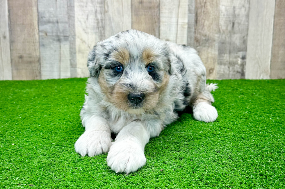 8 week old Mini Huskydoodle Puppy For Sale - Premier Pups