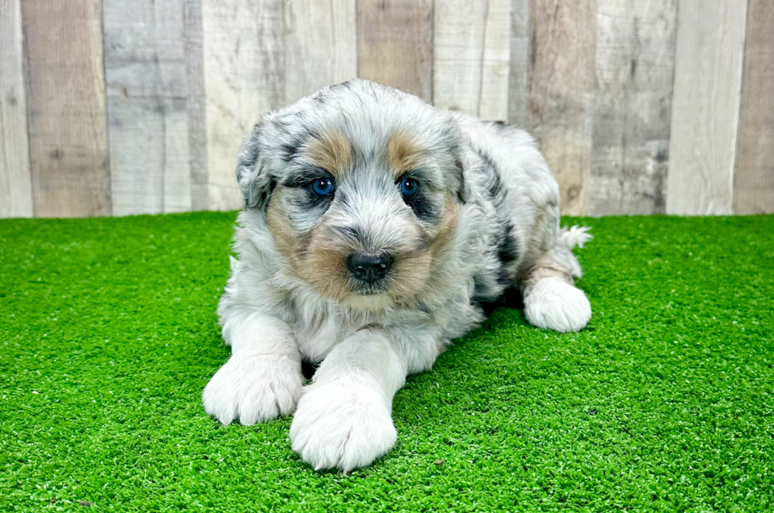 Mini Aussie Puppies for Sale Buy Now! Premier Pups