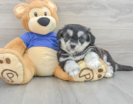 7 week old Mini Huskydoodle Puppy For Sale - Premier Pups