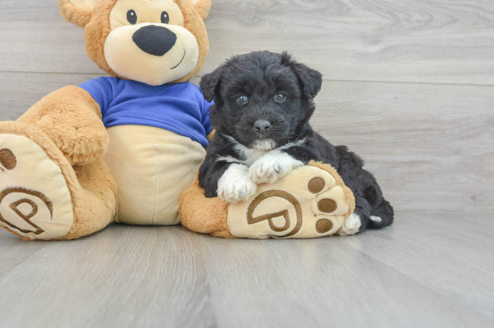 8 week old Mini Huskydoodle Puppy For Sale - Premier Pups