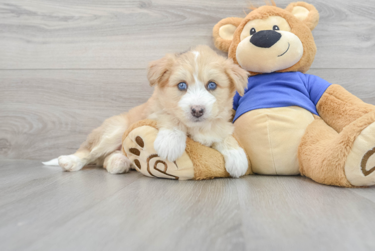 Cute Mini Huskydoodle Lulu 9lb 15oz Doodle Puppy