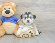 9 week old Mini Huskydoodle Puppy For Sale - Premier Pups