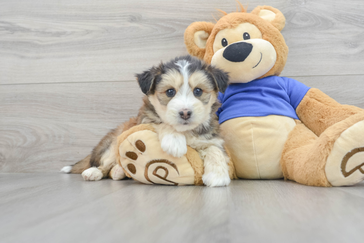 Cute Mini Huskydoodle Luna 7lb 3oz Doodle Puppy