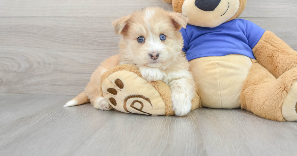 Cute Mini Huskydoodle Luv: 6lb 2oz Doodle Puppy