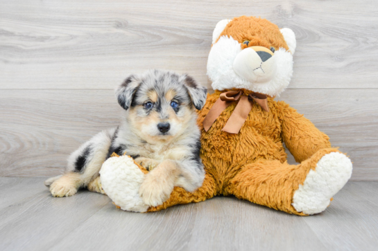 Cute Husky Poo Poodle Mix Puppy