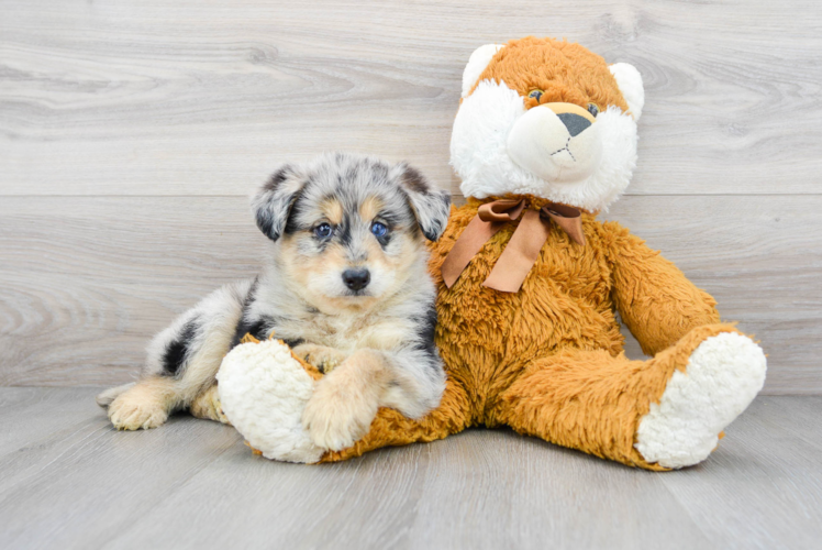 Cute Husky Poo Poodle Mix Puppy