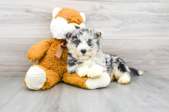 Cute Mini Huskydoodle Baby
