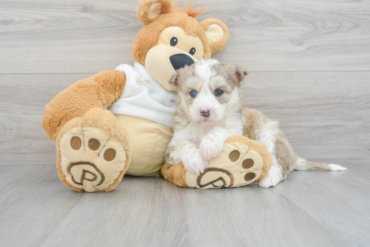 Cute Mini Huskydoodle Maverick 10lb 6oz Doodle Puppy