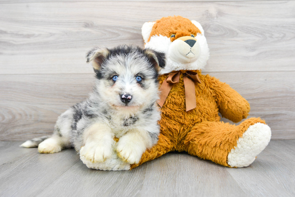Cute Husky Poodle Poodle Mix Puppy