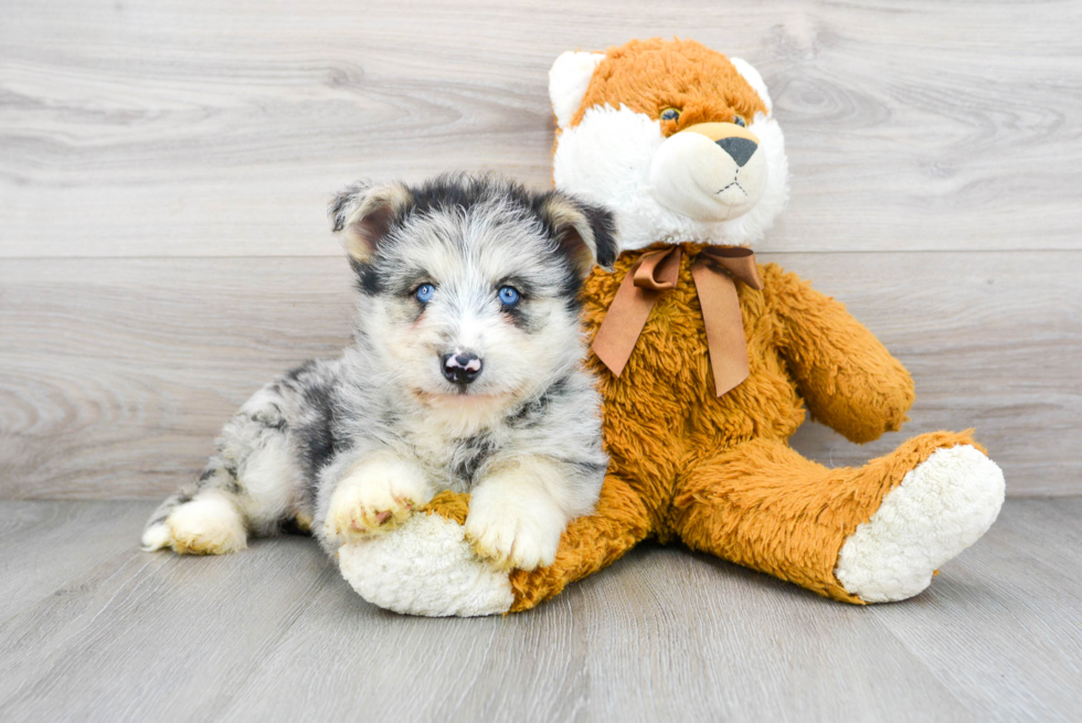 Best Mini Huskydoodle Baby