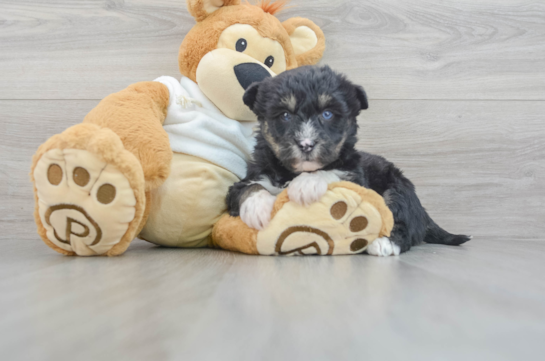 Cute Mini Huskydoodle Poodle Mix Pup