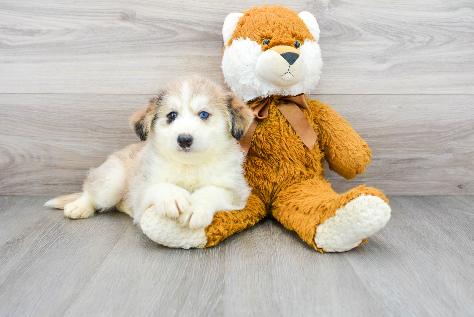 Mini Huskydoodle Puppy Photos and More Premier Pups