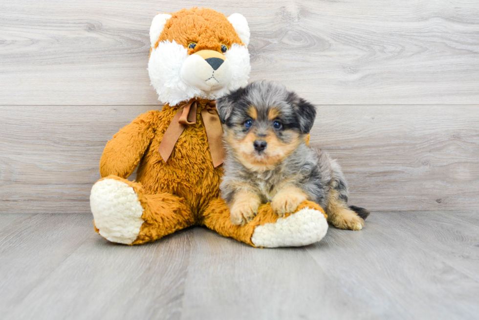 Cute Huskypoo Poodle Mix Puppy