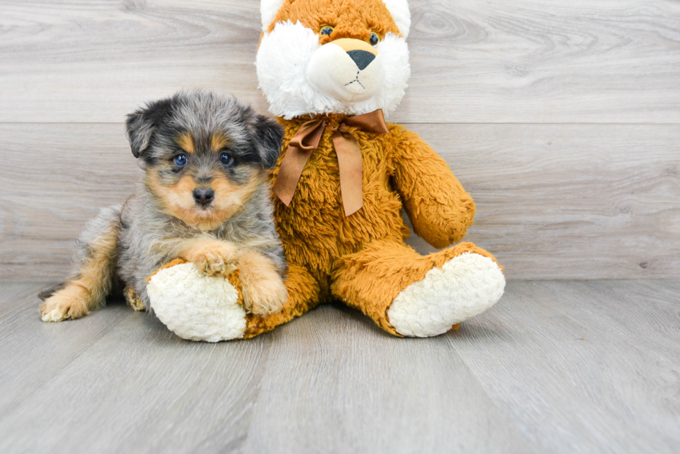 Cute Huskypoo Poodle Mix Puppy