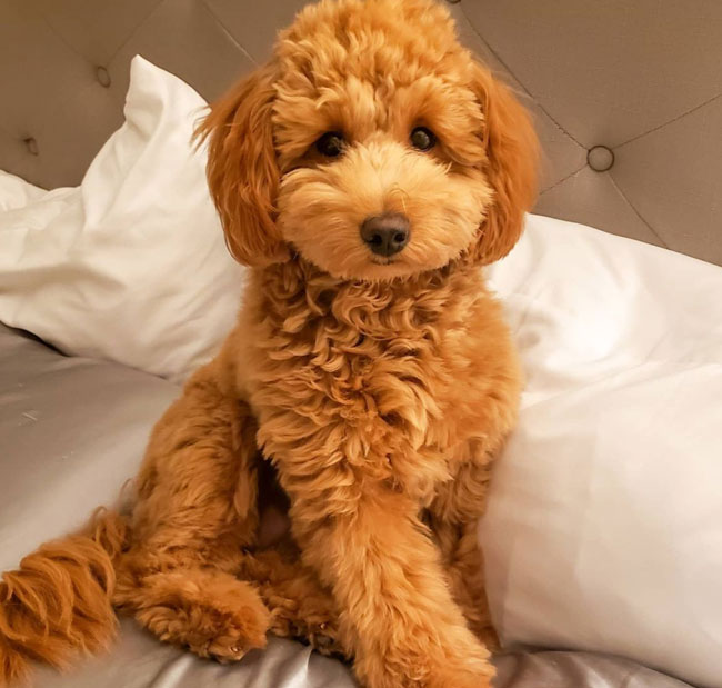 Irish cream mini hot sale goldendoodle