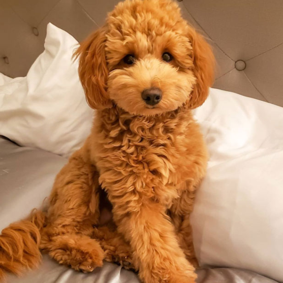 Curly Mini Irish Doodle sitting on the bed