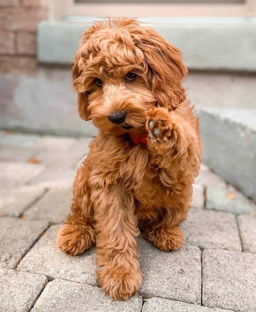 Irish setter best sale goldendoodle mix