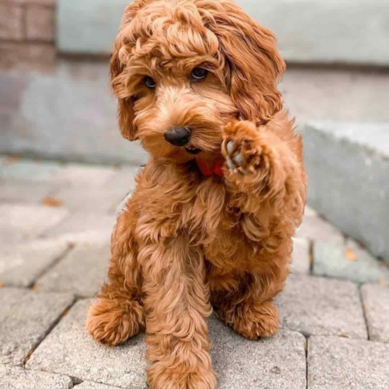 Brown Mini Irish Doodle giving paw