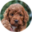 Mini Irish Doodle Puppy For Sale - Premier Pups