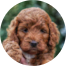 Mini Irish Doodle Puppy For Sale - Premier Pups