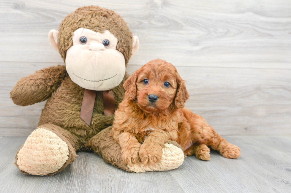 7 week old Mini Irish Doodle Puppy For Sale - Premier Pups