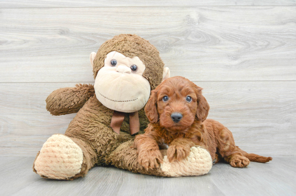 7 week old Mini Irish Doodle Puppy For Sale - Premier Pups