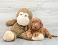 5 week old Mini Irish Doodle Puppy For Sale - Premier Pups