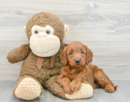 5 week old Mini Irish Doodle Puppy For Sale - Premier Pups