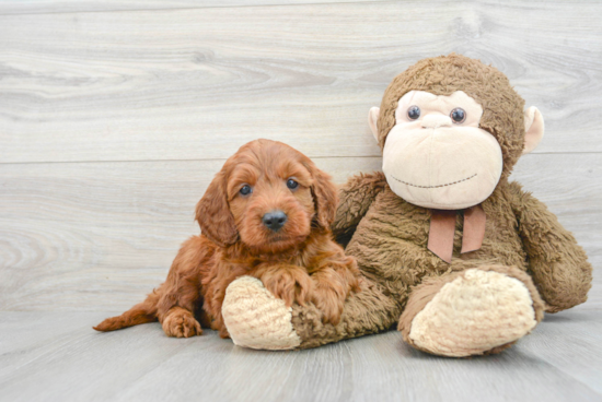 Sweet Mini Irish Doodle Baby