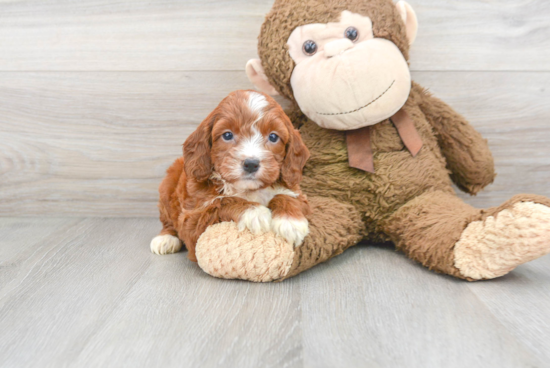 Adorable Irish Poodle Poodle Mix Puppy