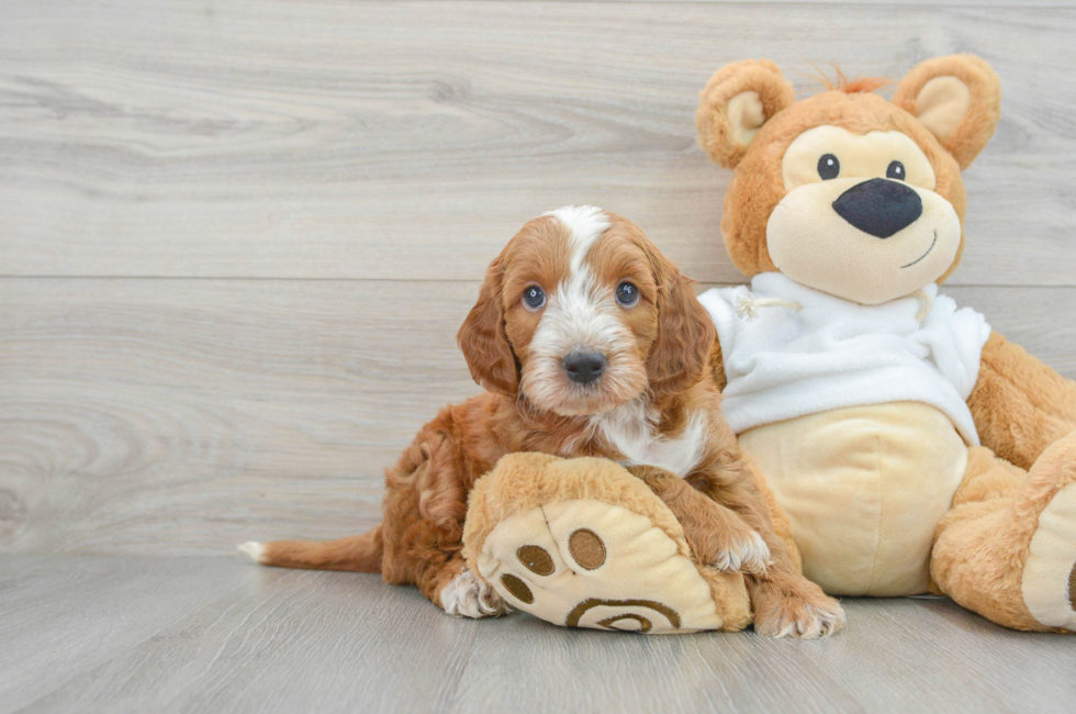 7 week old Mini Irish Doodle Puppy For Sale - Premier Pups