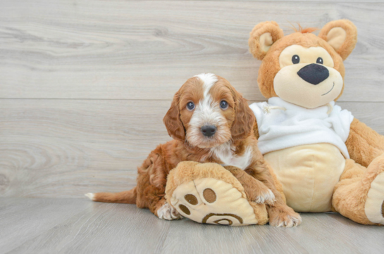 Mini Irish Doodle Pup Being Cute