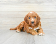 6 week old Mini Irish Doodle Puppy For Sale - Premier Pups