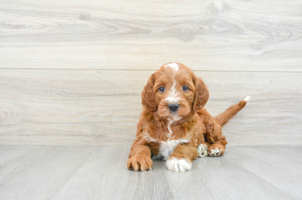 6 week old Mini Irish Doodle Puppy For Sale - Premier Pups