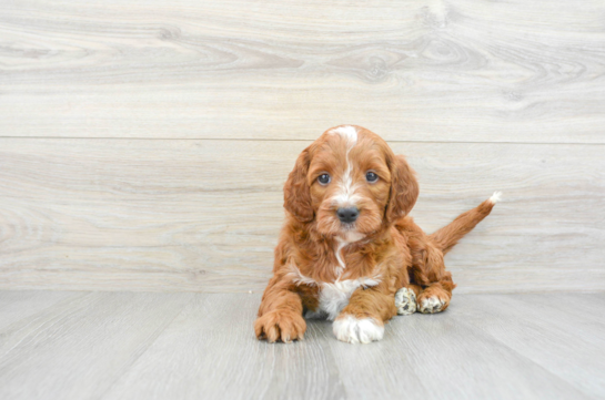 Best Mini Irish Doodle Baby